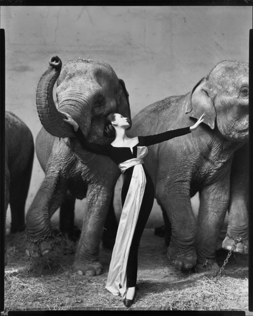 Dovima with Elephants, at Cirque D'Hiver, Paris, August, 1955